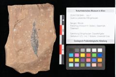 Foto (Objekt + Etikett) von Quercus palaeoilex Ettingshausen (NHMW-GEO-2024-0188-0844)